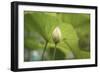 Lotus Blossoms, Fascinating Water Plants in the Garden Pond-Petra Daisenberger-Framed Photographic Print