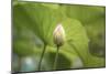 Lotus Blossoms, Fascinating Water Plants in the Garden Pond-Petra Daisenberger-Mounted Photographic Print