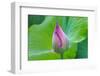 Lotus bud, Fujian Province, China-Keren Su-Framed Photographic Print