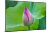 Lotus bud, Fujian Province, China-Keren Su-Mounted Photographic Print