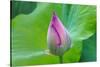 Lotus bud, Fujian Province, China-Keren Su-Stretched Canvas