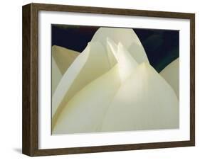 Lotus Detail III-Jim Christensen-Framed Photographic Print