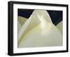 Lotus Detail III-Jim Christensen-Framed Photographic Print