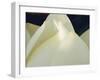 Lotus Detail III-Jim Christensen-Framed Photographic Print