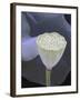 Lotus Detail IX-Jim Christensen-Framed Photographic Print