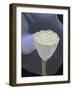 Lotus Detail IX-Jim Christensen-Framed Photographic Print