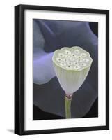 Lotus Detail IX-Jim Christensen-Framed Photographic Print
