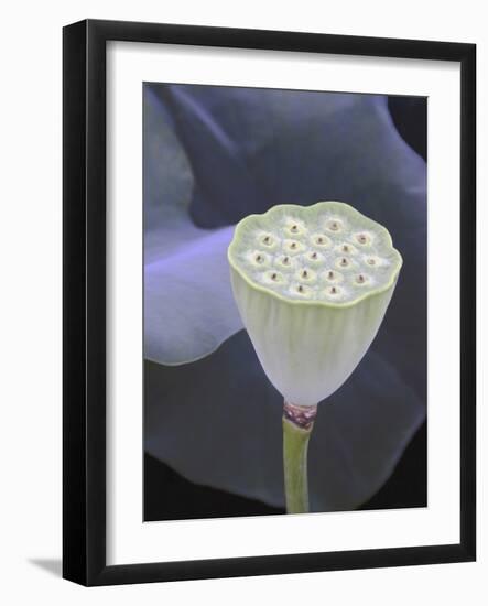 Lotus Detail IX-Jim Christensen-Framed Photographic Print