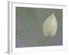 Lotus Detail VI-Jim Christensen-Framed Photographic Print