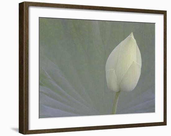 Lotus Detail VI-Jim Christensen-Framed Photographic Print