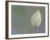 Lotus Detail VI-Jim Christensen-Framed Photographic Print