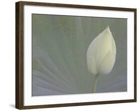 Lotus Detail VI-Jim Christensen-Framed Photographic Print