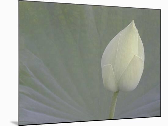 Lotus Detail VI-Jim Christensen-Mounted Photographic Print