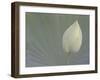 Lotus Detail VI-Jim Christensen-Framed Photographic Print