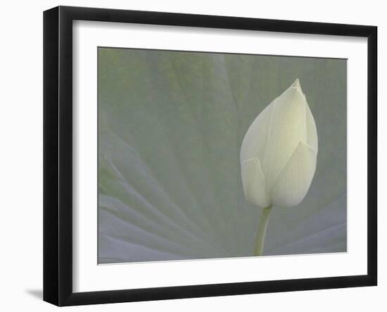 Lotus Detail VI-Jim Christensen-Framed Photographic Print