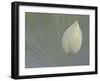 Lotus Detail VI-Jim Christensen-Framed Photographic Print