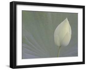 Lotus Detail VI-Jim Christensen-Framed Photographic Print