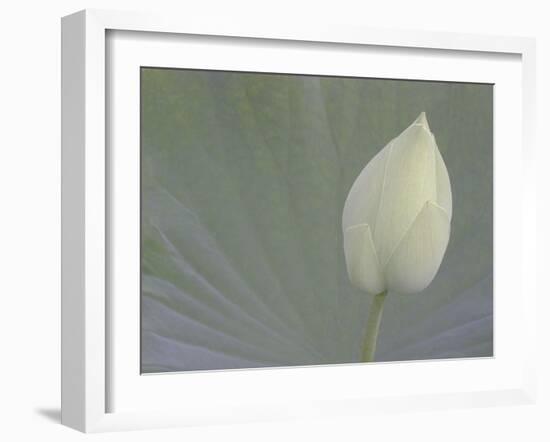 Lotus Detail VI-Jim Christensen-Framed Photographic Print