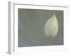 Lotus Detail VI-Jim Christensen-Framed Photographic Print