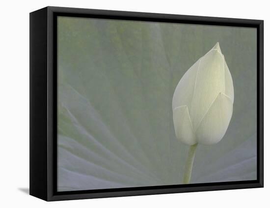 Lotus Detail VI-Jim Christensen-Framed Stretched Canvas