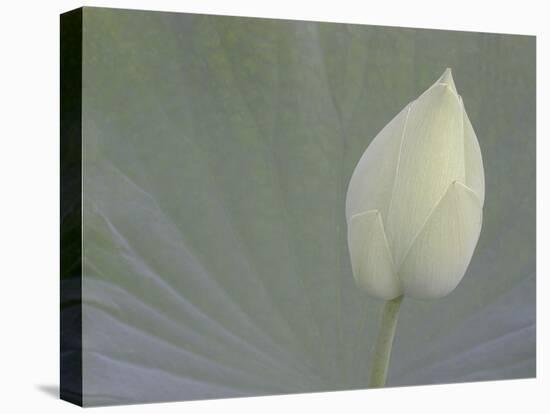Lotus Detail VI-Jim Christensen-Stretched Canvas