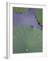 Lotus Detail X-Jim Christensen-Framed Photographic Print