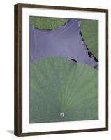 Lotus Detail X-Jim Christensen-Framed Photographic Print