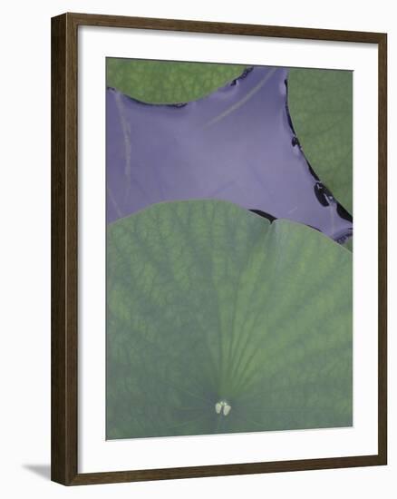 Lotus Detail X-Jim Christensen-Framed Photographic Print