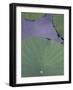 Lotus Detail X-Jim Christensen-Framed Photographic Print