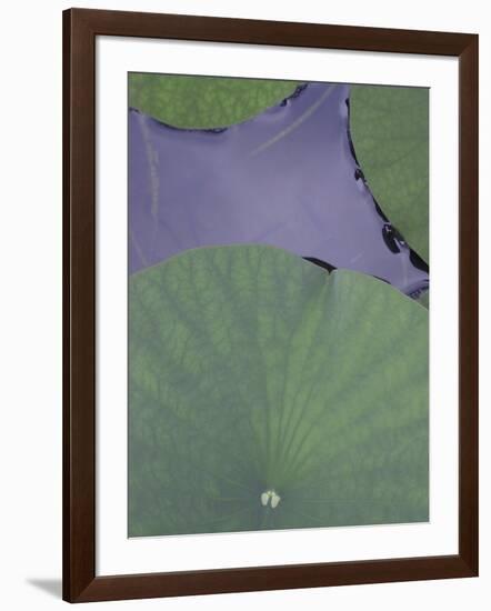 Lotus Detail X-Jim Christensen-Framed Photographic Print