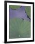 Lotus Detail X-Jim Christensen-Framed Photographic Print