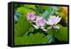 Lotus Flower and Lotus Flower Plants-Wu Kailiang-Framed Stretched Canvas