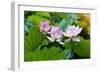 Lotus Flower and Lotus Flower Plants-Wu Kailiang-Framed Photographic Print