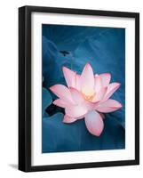 Lotus Flower and Lotus Flower Plants-kenny001-Framed Photographic Print