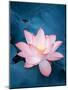 Lotus Flower and Lotus Flower Plants-kenny001-Mounted Photographic Print
