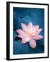 Lotus Flower and Lotus Flower Plants-kenny001-Framed Photographic Print