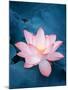 Lotus Flower and Lotus Flower Plants-kenny001-Mounted Photographic Print