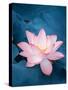 Lotus Flower and Lotus Flower Plants-kenny001-Stretched Canvas