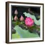 Lotus Flower and Lotus Flower Plants-Wu Kailiang-Framed Art Print