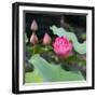 Lotus Flower and Lotus Flower Plants-Wu Kailiang-Framed Art Print