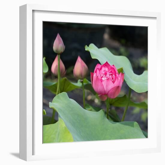 Lotus Flower and Lotus Flower Plants-Wu Kailiang-Framed Art Print