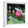 Lotus Flower and Lotus Flower Plants-Wu Kailiang-Framed Art Print