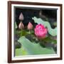 Lotus Flower and Lotus Flower Plants-Wu Kailiang-Framed Art Print