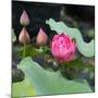 Lotus Flower and Lotus Flower Plants-Wu Kailiang-Mounted Art Print