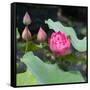 Lotus Flower and Lotus Flower Plants-Wu Kailiang-Framed Stretched Canvas