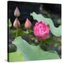 Lotus Flower and Lotus Flower Plants-Wu Kailiang-Stretched Canvas