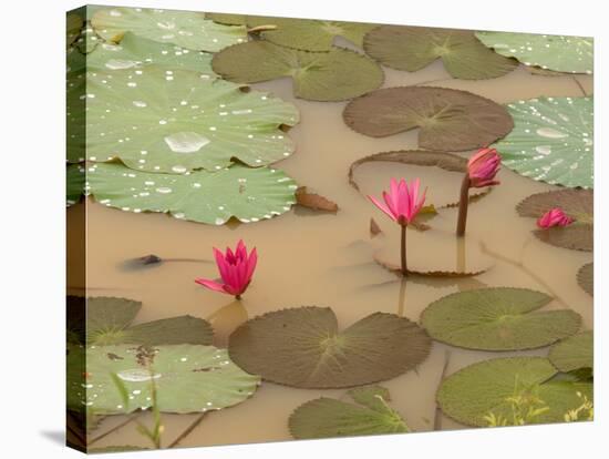 Lotus Flower, Ayuthaya, Thailand-Gavriel Jecan-Stretched Canvas