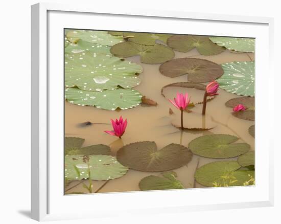 Lotus Flower, Ayuthaya, Thailand-Gavriel Jecan-Framed Photographic Print