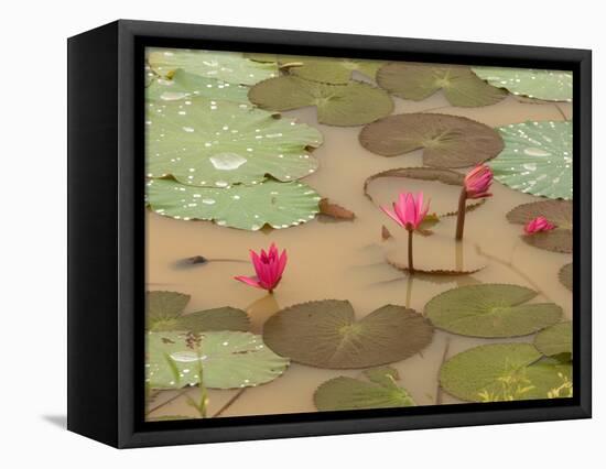 Lotus Flower, Ayuthaya, Thailand-Gavriel Jecan-Framed Stretched Canvas