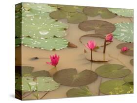 Lotus Flower, Ayuthaya, Thailand-Gavriel Jecan-Stretched Canvas